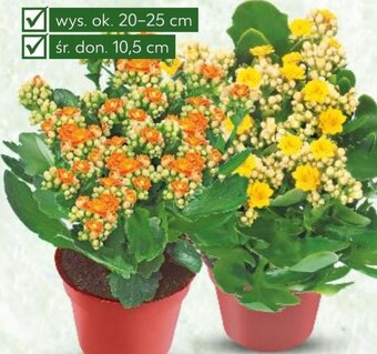 Kaufland Kalanchoe oferta