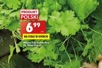 Biedronka Vital Fresh Mięta lub kolendra XL oferta