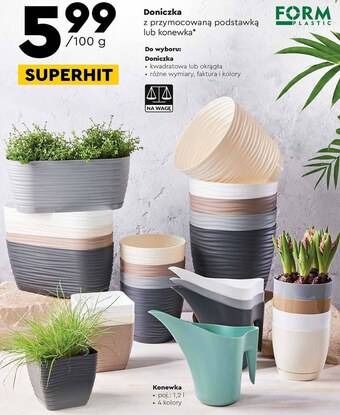 Biedronka Doniczka oferta