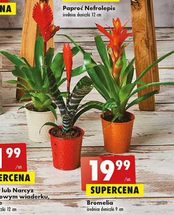 Biedronka Bromelia oferta