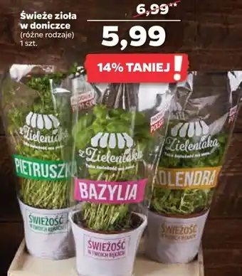 Netto Świeże zioła w doniczce 1szt. oferta