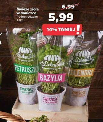 Netto Świeże zioła w doniczce oferta