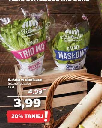 Netto Sałata w doniczce oferta