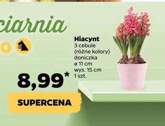 Netto Hiacynt oferta