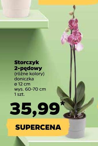 Netto Storczyk 2-pędowy oferta