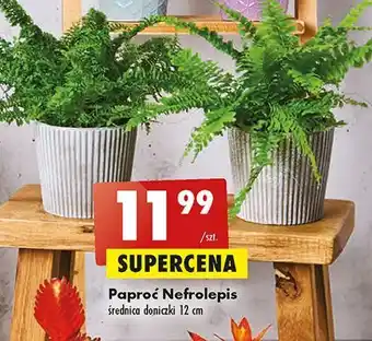Biedronka Paproć nefrolepis don. 12 cm oferta