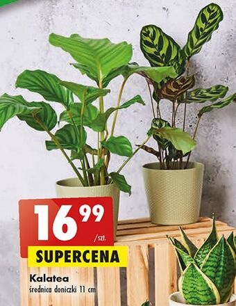 Biedronka Kalatea 11 cm oferta