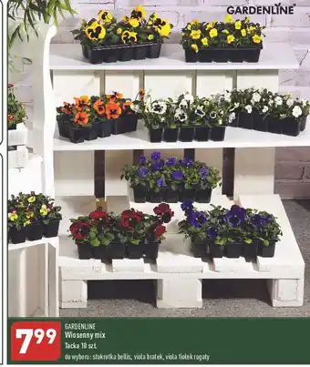 ALDI Viola fiołek rogaty garden line oferta