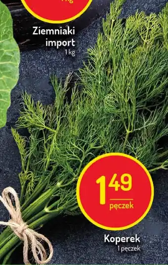 Koperek pęczek