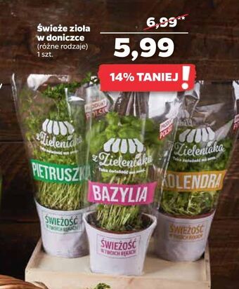 Netto Bazylia z zieleniaka netto oferta