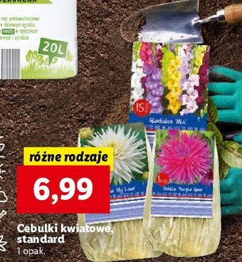 Lidl Cebulki kwiatowe oferta