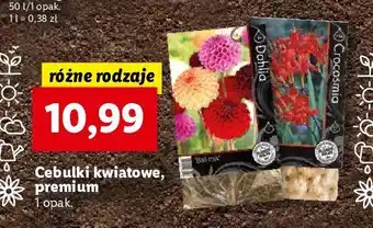 Lidl Cebulki crocosmia oferta