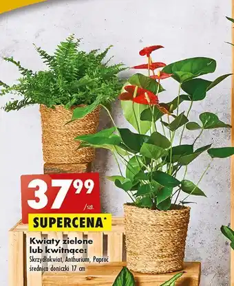 Biedronka Skrzydłokwiat śr. don. 17 cm oferta