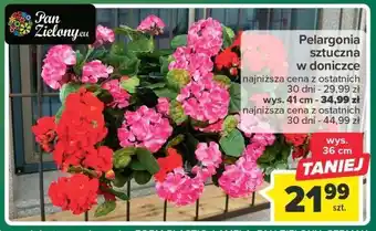 Pelargonia w doniczce
