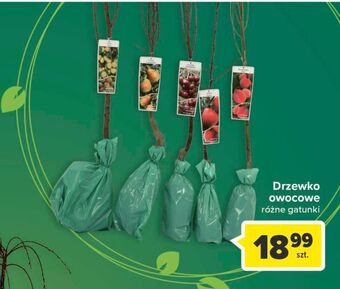 Carrefour Drzewko owocowe oferta