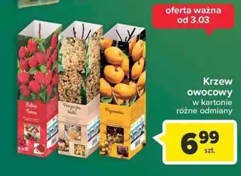Carrefour Porzeczka biała w kartonie oferta