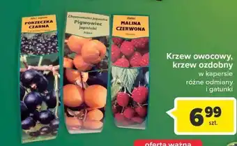 Carrefour Porzeczka czarna oferta