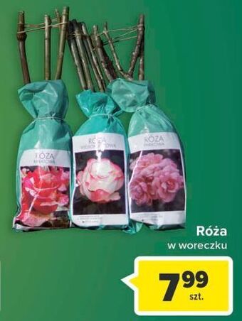 Carrefour Roża w woreczku oferta