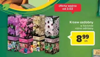 Carrefour Krzew ozdobny w kartonie oferta