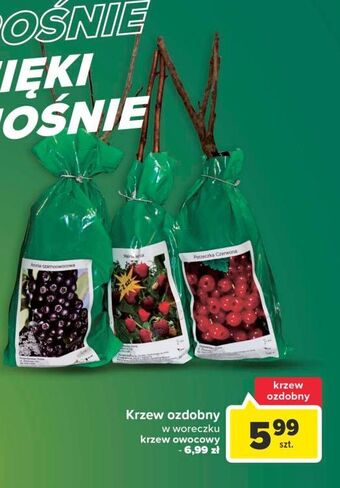 Carrefour Krzew ozdobny oferta