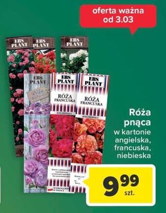 Carrefour Róża francuska w kartonie ebs plant oferta
