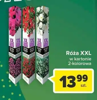 Carrefour Róża w kartonie xxl oferta