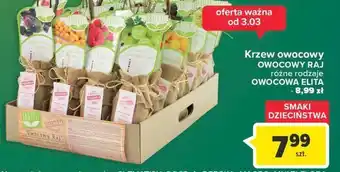 Carrefour Krzew owocowa elita owocowy raj oferta