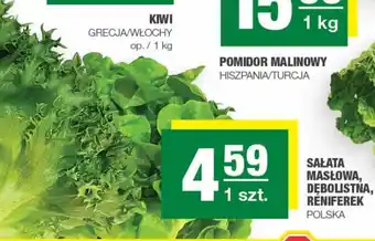 Spar Sałata masłowa, deblista, reniferek 1szt. oferta