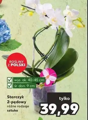 Netto Storczyk 2-pędowy don. 9 cm 1 SZT oferta