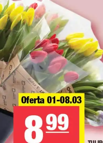 Tulipan