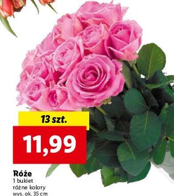 Lidl Róże 35 cm oferta