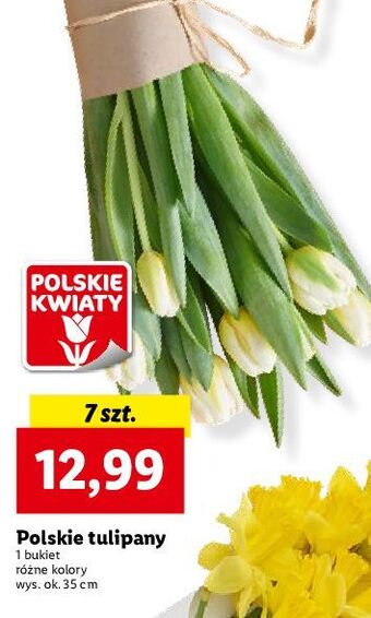 Lidl Tulipany 35 cm oferta