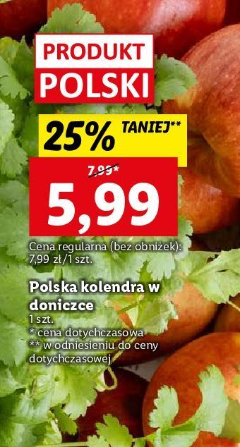 Lidl Kolendra w doniczce oferta