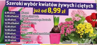 Tulipan cięty 7szt.