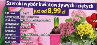 Orchidea w ozdobnym kartonie