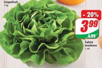 Dino Sałata masłowa oferta