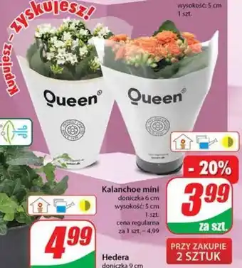 Dino Kalanchoe mini w doniczce 6 cm oferta