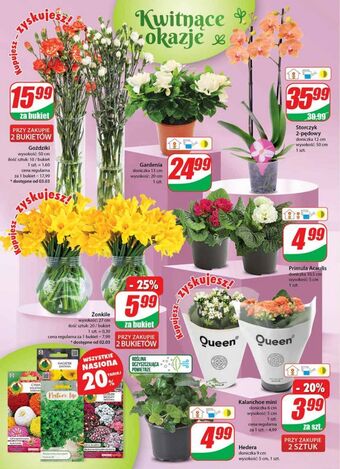 Dino Goździki oferta