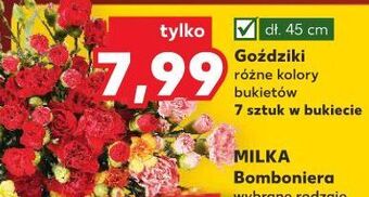 Kaufland Goździki 45 cm oferta