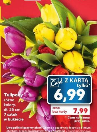 Kaufland Tulipany 35 cm oferta
