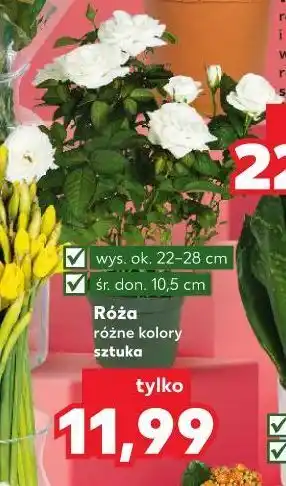 Kaufland Roża don. 10.5 cm oferta