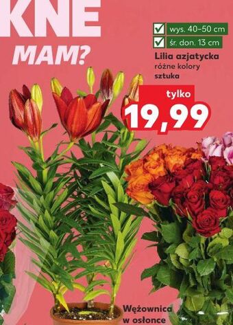 Kaufland Lilia azjatycka don 13 cm oferta