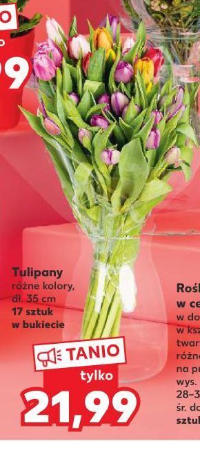 Kaufland Tulipany 35 cm oferta