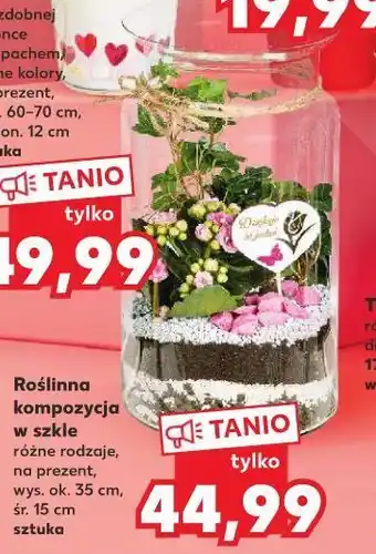 Kaufland Roślina w szkle 15 cm oferta