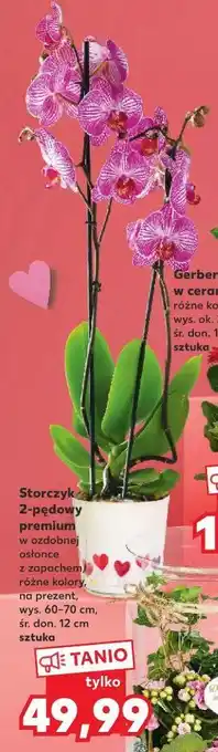 Kaufland Storczyk doniczka 12 cm oferta