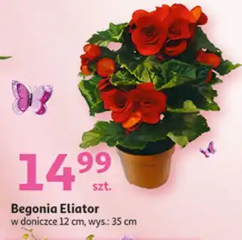 Auchan Begonia eliator don. 12 cm wys. 35 oferta