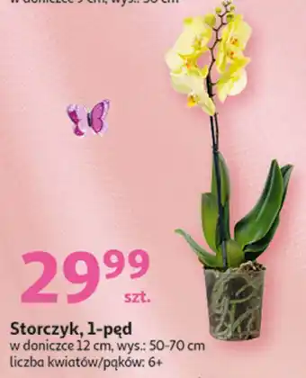 Auchan Storczyk 1-pędowy don. 12 cm oferta