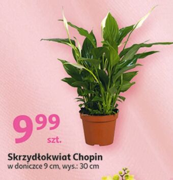 Auchan Skrzydłokwiat chopin oferta