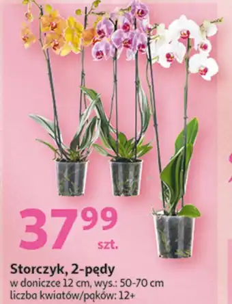 Auchan Storczyk phalaenopsis 2 pędy 12 kwiatów oferta