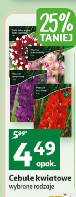 Auchan Cebule kwiatowe oferta